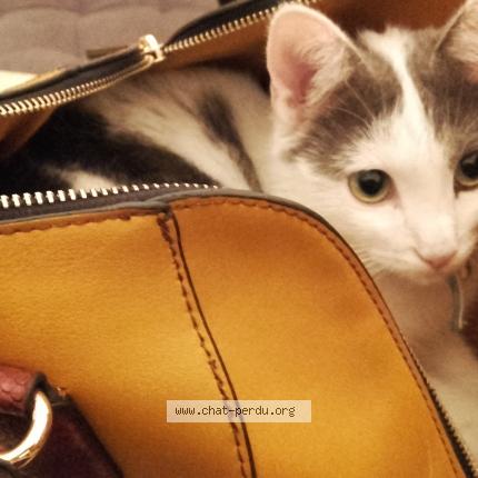 Photo 3/3 MINOUCHETTE Chat perdu à Marseille