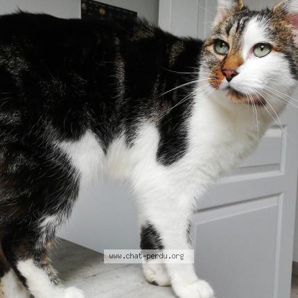 5921 Double Face Chat Perdu Et Retrouve A Villiers Le Bacle Chat Perdu France