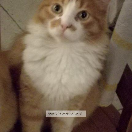 Chat Perdu Toulouse Chat Perdu Toulouse