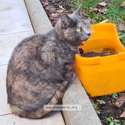 Photo 1/1 SCARLETT Chat perdu à Nantes
