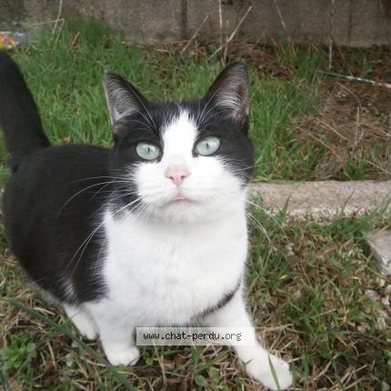 Photo 1/1 ginny Chat perdu à Morre