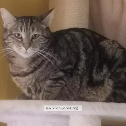 Photo 1/1 COZUMEL Chat perdu à Valbonne