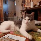 Chat Perdu Ou Trouve Nevoy Loiret 45 France Chat Perdu Ou Trouve Nevoy Loiret 45 France