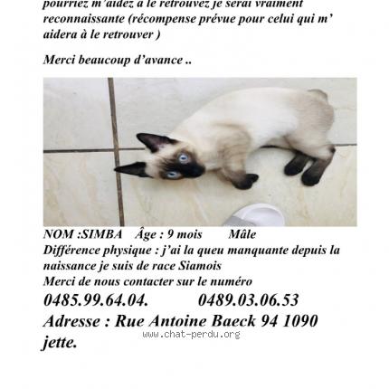 Simba Chat Perdu A Bruxelles Chat Perdu Belgique Simba Chat Perdu A Bruxelles Chat Perdu Belgique