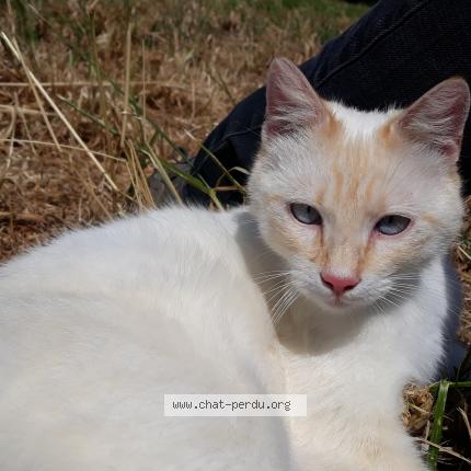 Photo 1/1 Nuage Chat perdu à Tiffauges