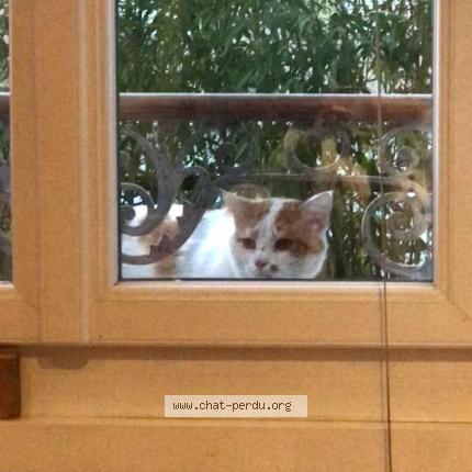 5954 Chat Trouve A Les Martres De Veyre Chat Perdu France