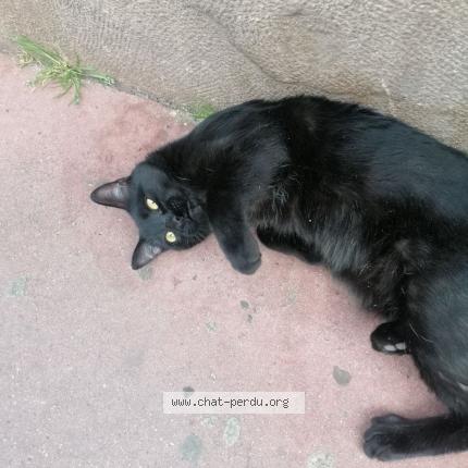 Chat Trouve A Toulouse Chat Perdu France Chat Trouve A Toulouse Chat Perdu France