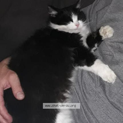 Bebe Chat Perdu A Amiens Chat Perdu France Bebe Chat Perdu A Amiens Chat Perdu France