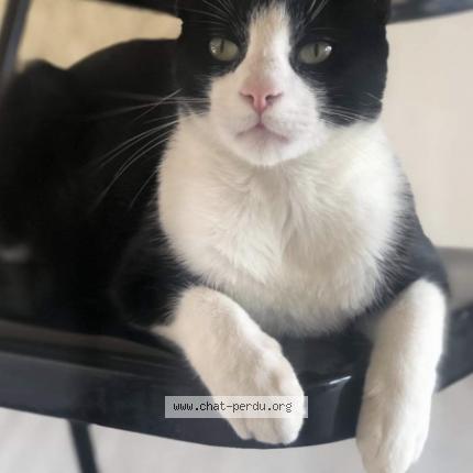 Felix Chat Perdu A Labastides Saint Georges Chat Perdu France Felix Chat Perdu A Labastides Saint Georges Chat Perdu France