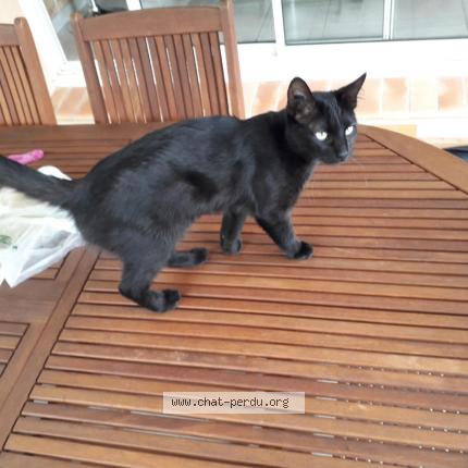 Photo 1/1 NALA Chat perdu à Ollioules