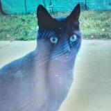 Chat Perdu Ou Trouve Toulouse Haute Garonne 31 France Page 3 10 Chat Perdu Ou Trouve Toulouse Haute Garonne 31 France Page 3 10
