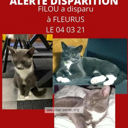 Filou Chat Perdu A Fleurus Chat Perdu Belgique Filou Chat Perdu A Fleurus Chat Perdu Belgique