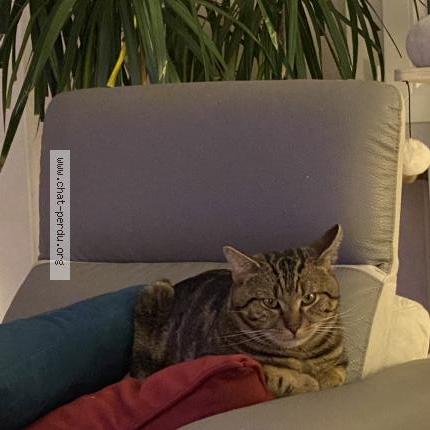 Photo 1/1 Titounet Chat perdu à Domgermain