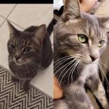Chat Perdu Ou Trouve Niort Deux Sevres 79 France