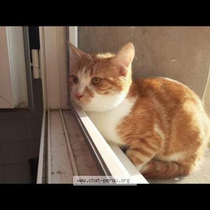Mistigri Chat Perdu A Caen Chat Perdu France Mistigri Chat Perdu A Caen Chat Perdu France