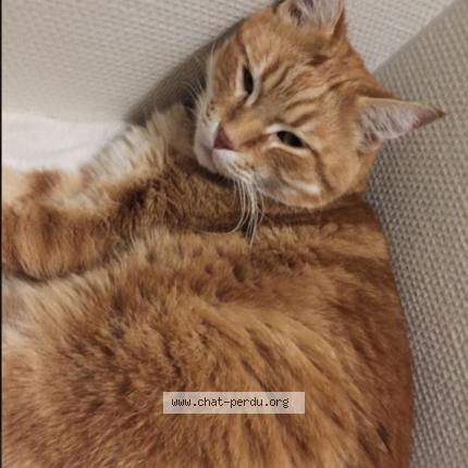 Ludwig Chat Perdu A Toulouse Chat Perdu France Ludwig Chat Perdu A Toulouse Chat Perdu France