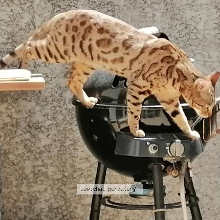 Oslo Chat Perdu A Chateauneuf Les Martigues Chat Perdu France