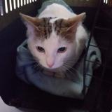 Chat Trouve Val De Marne 94 France Chat Trouve Val De Marne 94 France