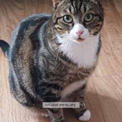 Photo 1/1 CHOUPINETTE Chat perdu à Clapiers