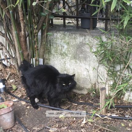 Chat Trouve A Bagnolet Chat Perdu France