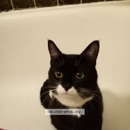 Race Chat Noir Et Blanc Felix