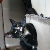 Chat Trouve Paris 75 France Chat Trouve Paris 75 France