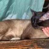 Chat Perdu Algerie Chat Perdu Algerie