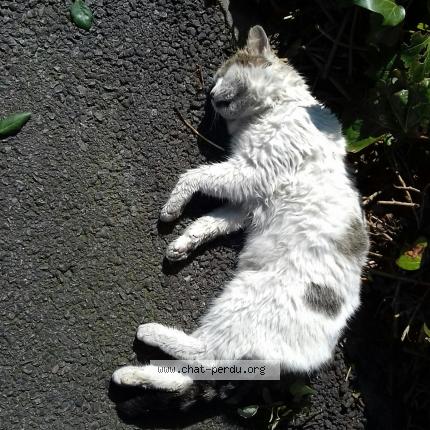 Chat Trouve A Saint Philbert De Grand Lieu Chat Perdu France