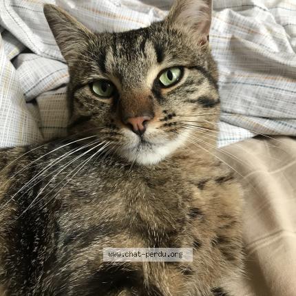 Photo 1/1 Balthazar Chat perdu à Bron