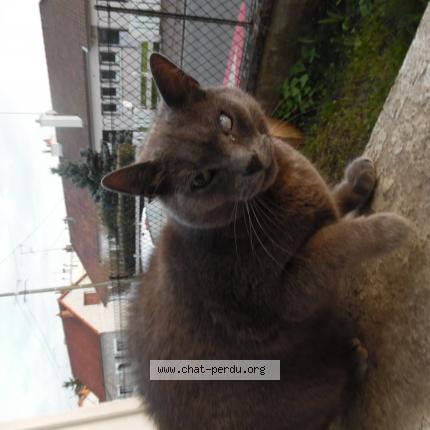 Chat Trouve A Saint Jean De La Ruelle Chat Perdu France
