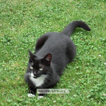 Photo 1/1 LILI Chat perdu à Anglet