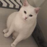Chat Perdu Ou Trouve Loiret 45 France Page 8 11