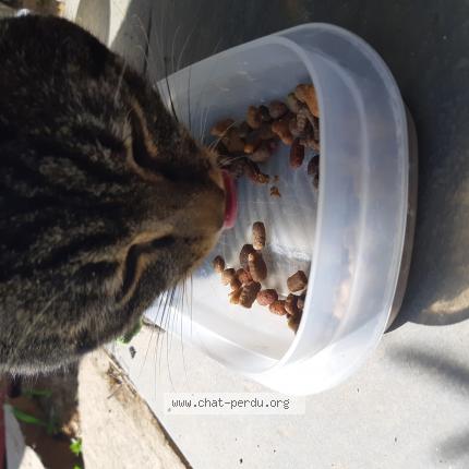 Chat Trouve A Limonest Chat Perdu France