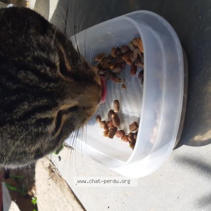 Chat Trouve A Limonest Chat Perdu France Chat Trouve A Limonest Chat Perdu France