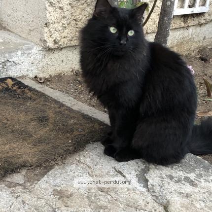 Chat Trouve A Gif Sur Yvette Chat Perdu France Chat Trouve A Gif Sur Yvette Chat Perdu France