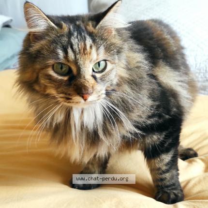 5953 Neptune Chat Perdu A Grisolles Chat Perdu France 5953 Neptune Chat Perdu A Grisolles Chat Perdu France