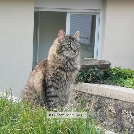 Photo 1/1 HODOR Chat perdu à Meaux