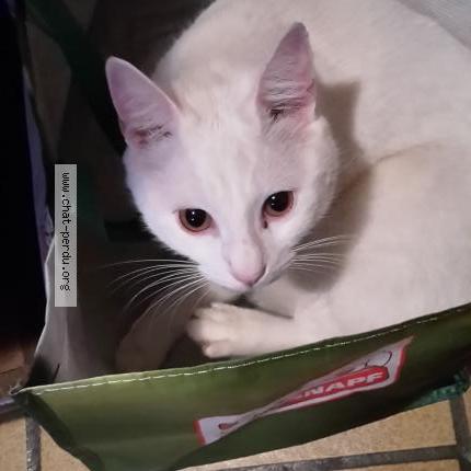 Ange Chat Perdu A Douai Chat Perdu France