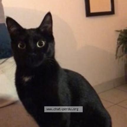 Eya Chat Perdu A Lorient Chat Perdu France