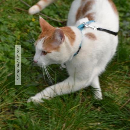 Persee Chat Perdu A Paris Chat Perdu France Persee Chat Perdu A Paris Chat Perdu France