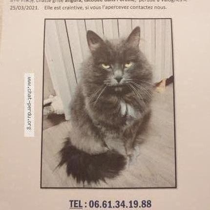 Saphira Chat Perdu A Valognes Chat Perdu France Saphira Chat Perdu A Valognes Chat Perdu France