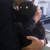 Chat Perdu Paris 75 France Chat Perdu Paris 75 France