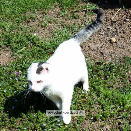 Blanchette Chat Perdu Et Retrouve A Mittelbergheim Barr Chat Perdu France Blanchette Chat Perdu Et Retrouve A Mittelbergheim Barr Chat Perdu France