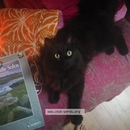 Photo 1/1 Mona Chat perdu à Montreuil