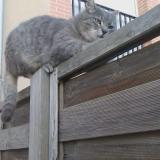 Chat Perdu Ou Trouve Loiret 45 France Page 8 11