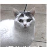 Chat Perdu Paris 75 France Chat Perdu Paris 75 France