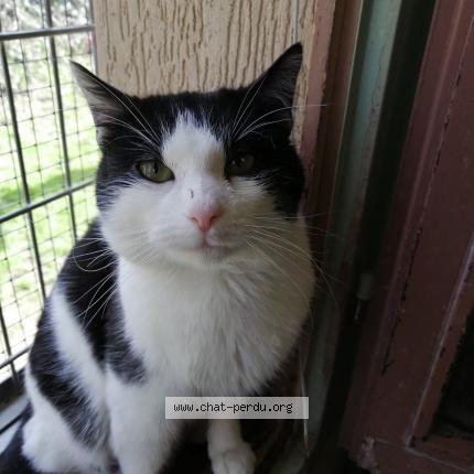 Pompon Chat Perdu A Saint Etienne Chat Perdu France