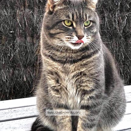 Chat Chat Perdu A Bordeaux Chat Perdu France