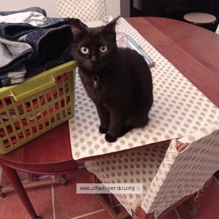 Photo 1/1 Moka Chat perdu à Toulon