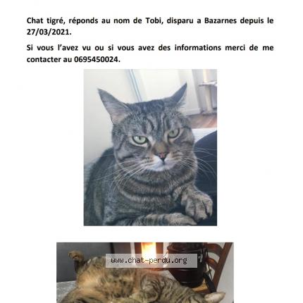 Ana Rita Barbosa Chat Perdu A Bazarnes Chat Perdu France Ana Rita Barbosa Chat Perdu A Bazarnes Chat Perdu France